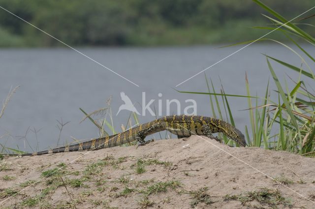 Nile Monitor (Varanus niloticus)