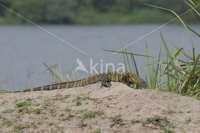 Nijlvaraan (Varanus niloticus)