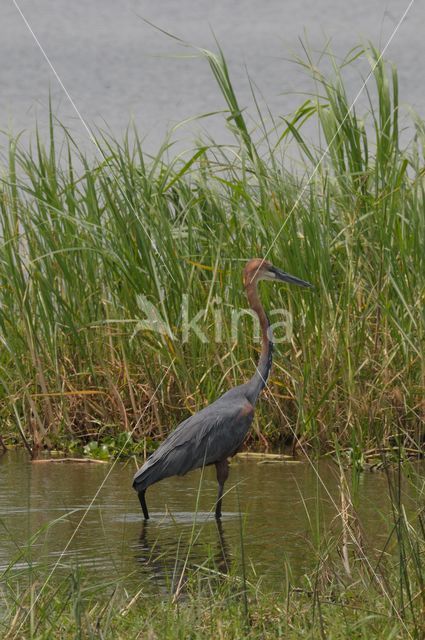 Goliath heron (Ardea goliath)