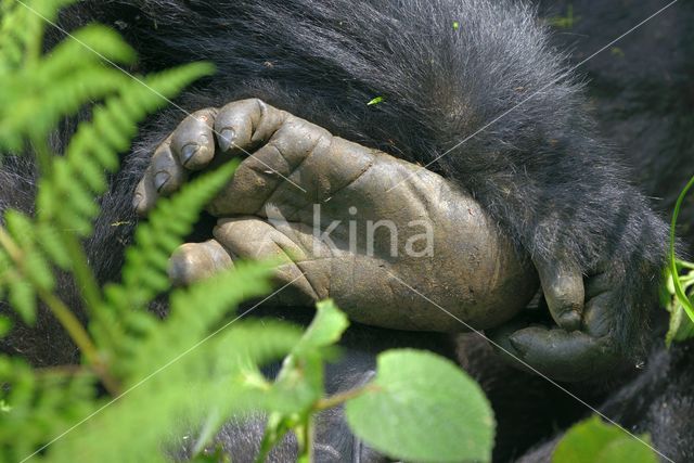 Mountain gorilla (Gorilla beringei beringei)