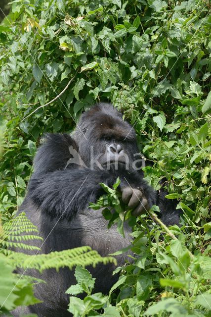 Mountain gorilla (Gorilla beringei beringei)