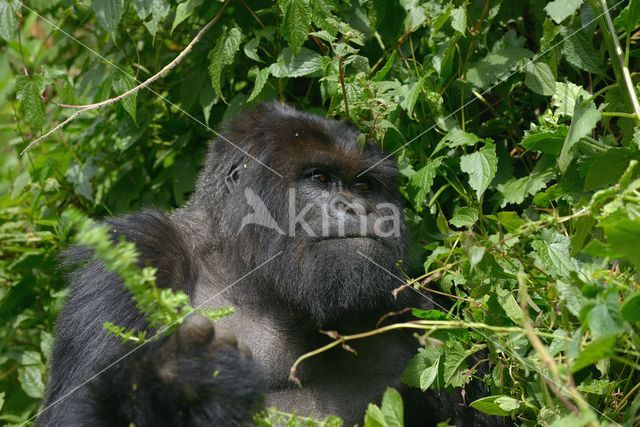 Mountain gorilla (Gorilla beringei beringei)