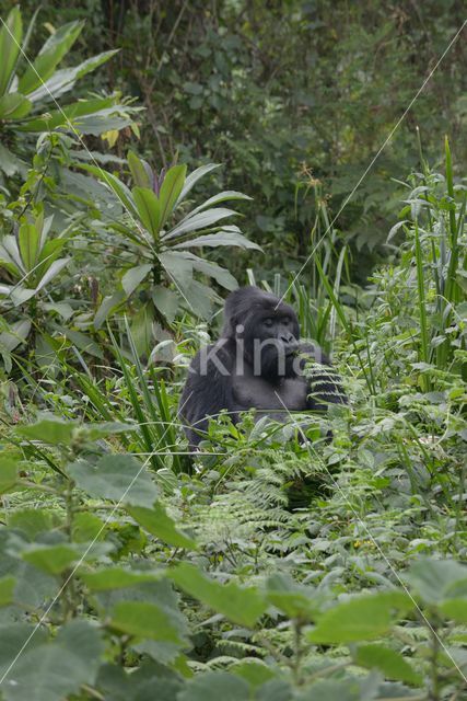 Berggorilla (Gorilla beringei beringei)