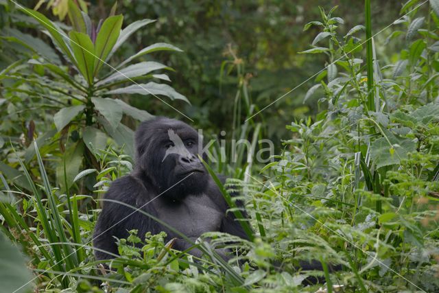 Mountain gorilla (Gorilla beringei beringei)