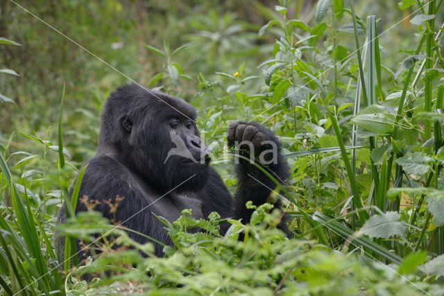 Mountain gorilla (Gorilla beringei beringei)