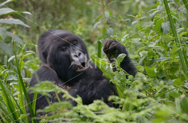 Berggorilla (Gorilla beringei beringei)