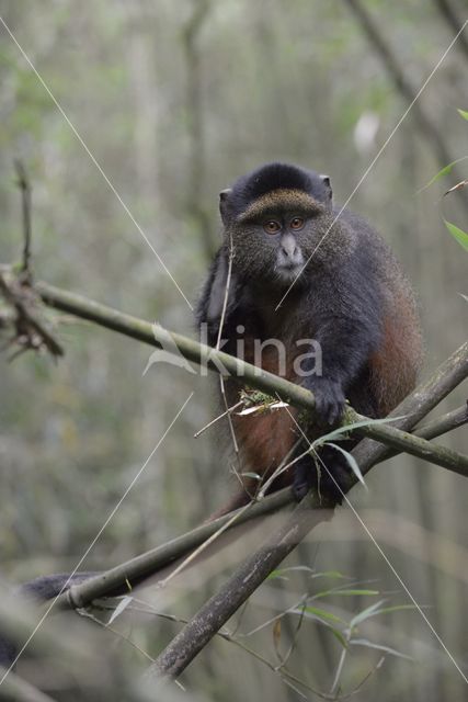 Gouden meerkat (Cercopithecus mitis kandti)