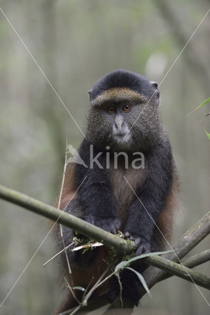 Gouden meerkat (Cercopithecus mitis kandti)