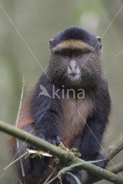 Gouden meerkat (Cercopithecus mitis kandti)