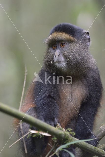 Golden monkey (Cercopithecus mitis kandti)