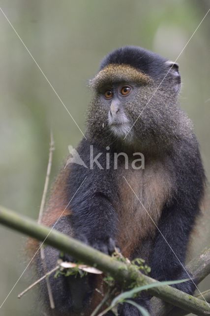 Gouden meerkat (Cercopithecus mitis kandti)