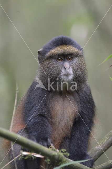 Golden monkey (Cercopithecus mitis kandti)