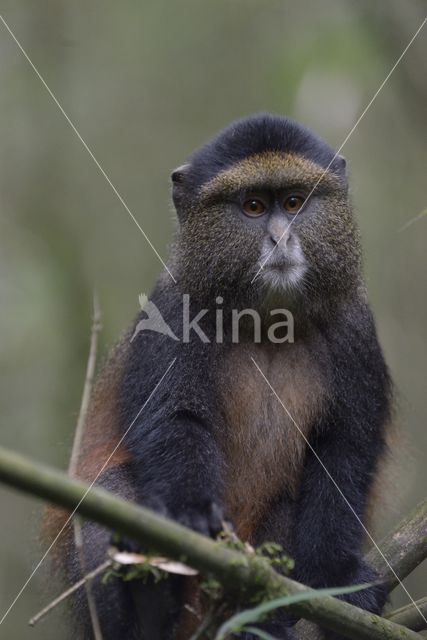 Golden monkey (Cercopithecus mitis kandti)