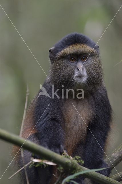 Gouden meerkat (Cercopithecus mitis kandti)