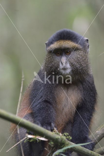 Gouden meerkat (Cercopithecus mitis kandti)