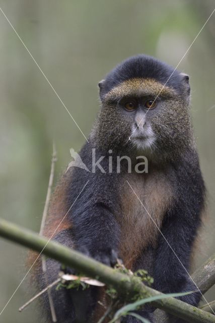 Golden monkey (Cercopithecus mitis kandti)