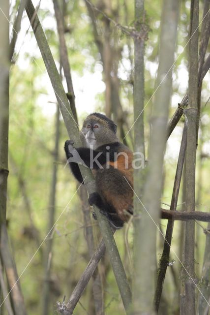 Gouden meerkat (Cercopithecus mitis kandti)