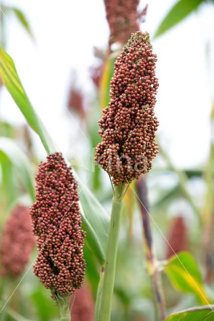 broomcorn (Sorghum bicolor ssp bicolor)