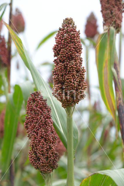 broomcorn (Sorghum bicolor ssp bicolor)
