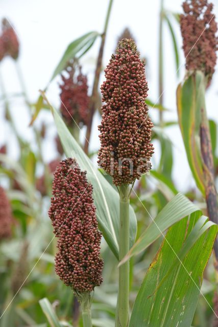 broomcorn (Sorghum bicolor ssp bicolor)