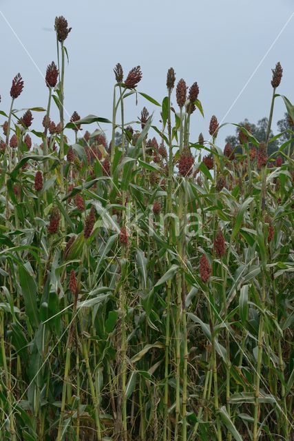 Sorghum bicolor ssp bicolor