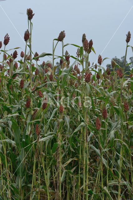 broomcorn (Sorghum bicolor ssp bicolor)