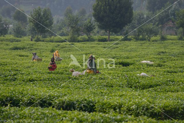 Tea (Camellia sinensis)