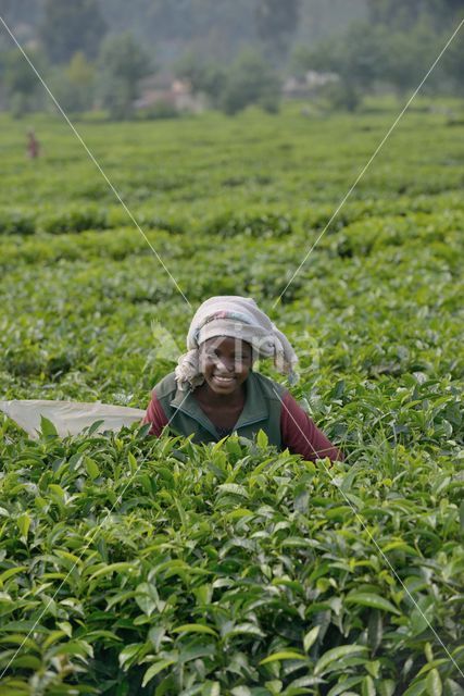 Thee (Camellia sinensis)