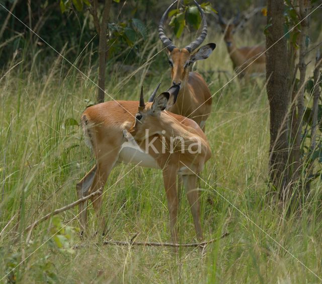 Impala (Aepyceros melampus)