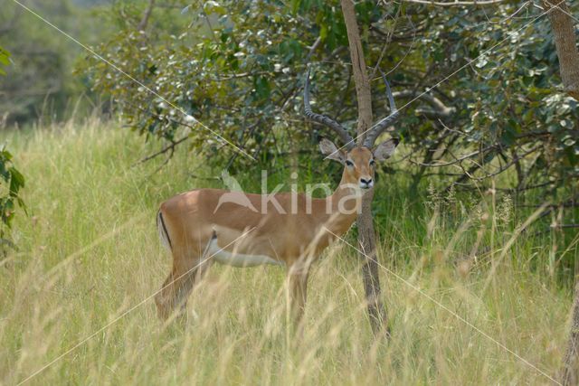 Impala (Aepyceros melampus)