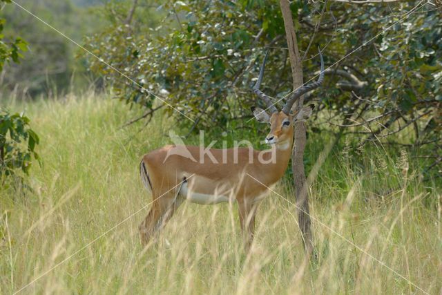 Impala (Aepyceros melampus)