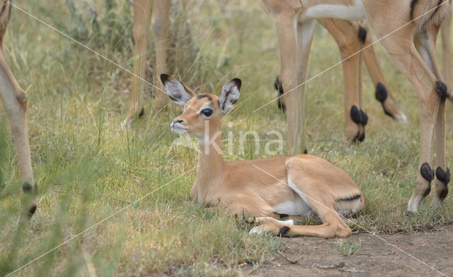 Impala (Aepyceros melampus)