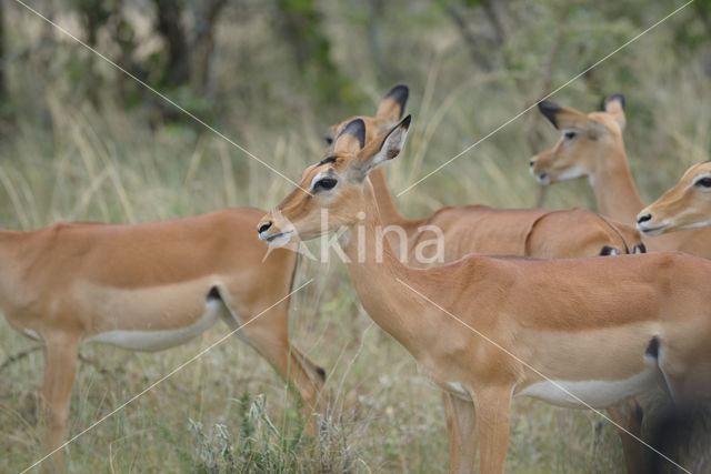 Impala