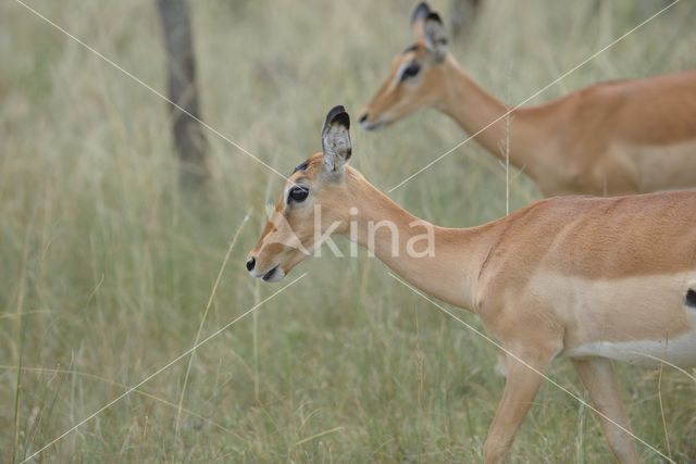 Impala (Aepyceros melampus)