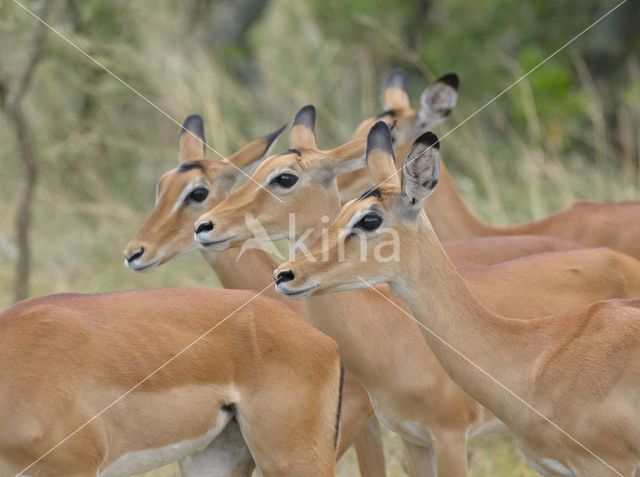 Impala (Aepyceros melampus)