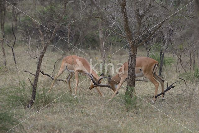 Impala (Aepyceros melampus)