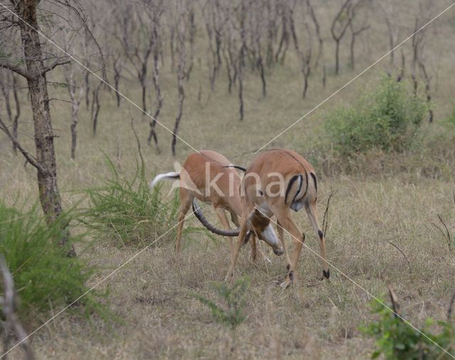 Impala (Aepyceros melampus)