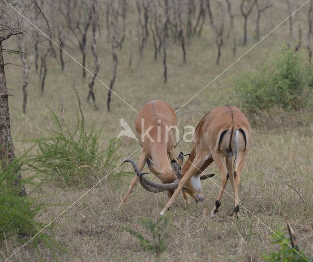 Impala (Aepyceros melampus)