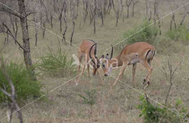 Impala (Aepyceros melampus)