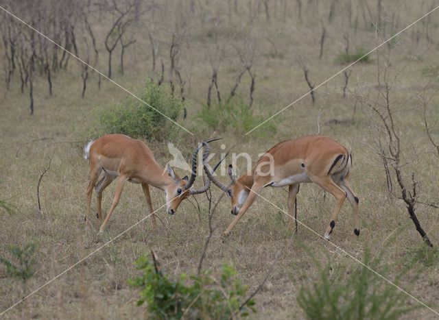 Impala (Aepyceros melampus)