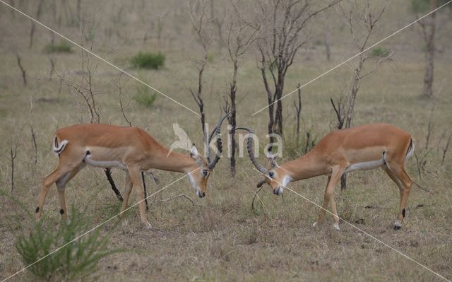 Impala (Aepyceros melampus)