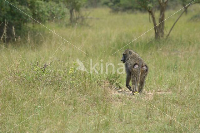 Olive baboon (Papio anubis)