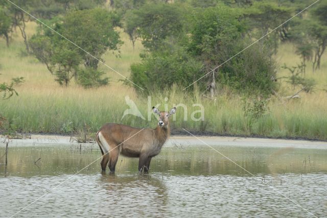 Defassa waterbok (Kobus defassa)