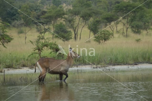 Defassa waterbok (Kobus defassa)