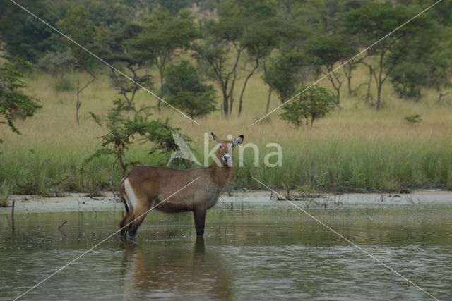 Defassa waterbok (Kobus defassa)