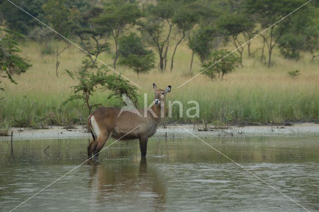 Defassa waterbok (Kobus defassa)