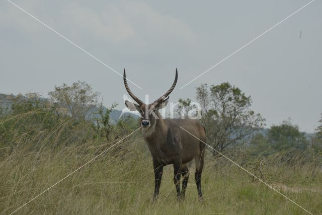 Defassa waterbok (Kobus defassa)