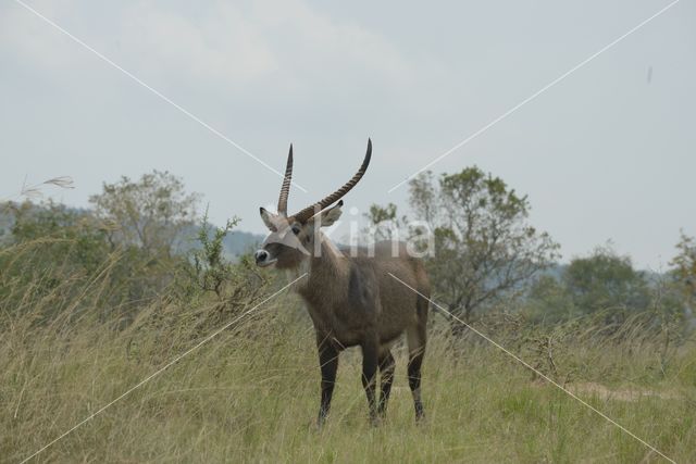 Defassa waterbok (Kobus defassa)