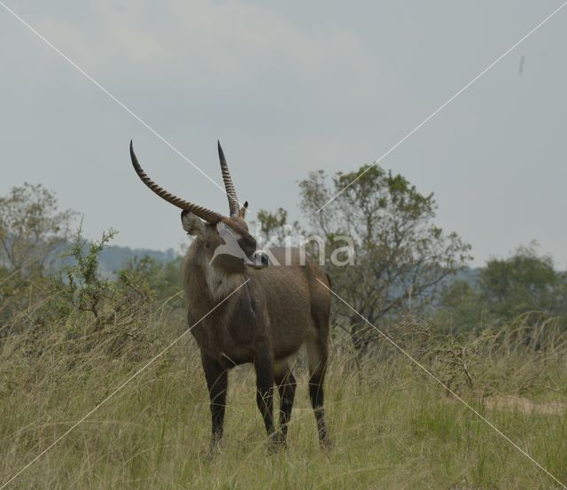 Defassa Waterbuck (Kobus defassa)