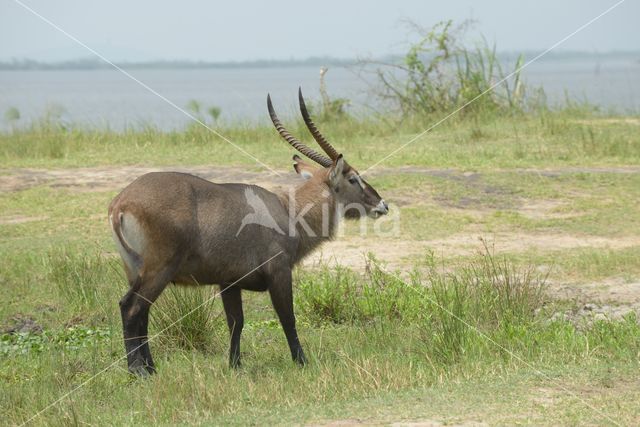 Defassa waterbok (Kobus defassa)